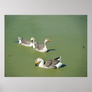 Pôster 4 de março Canvas de Patos do Pântano