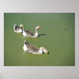Poster 4 de março_Patos do pântano #2