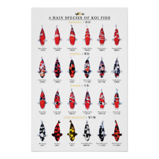 Pôster 4 main species of koi fish