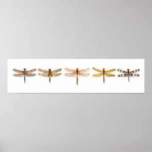 Poster 5 libélulas
