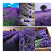 60.96x60.96cm, Lavanda afixar (mate)