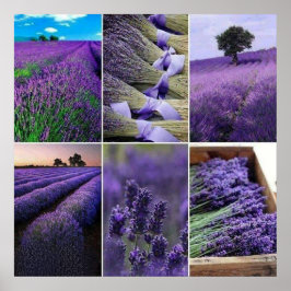 Poster 60.96x60.96cm, Lavanda afixar (mate)