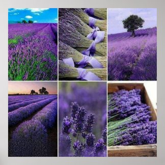 Poster 60.96x60.96cm, Lavanda afixar (mate)