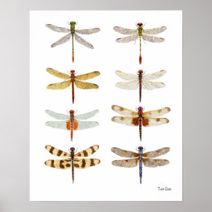 Poster 8 Estudos de Dragonfly Watercolor