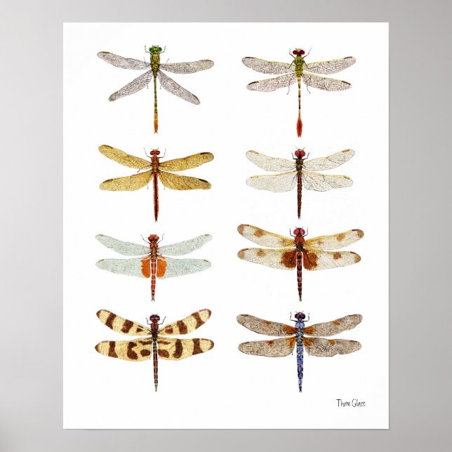 Poster 8 Estudos de Dragonfly Watercolor (Frente)