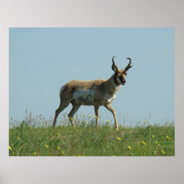 Poster A10 Pronghorn Antelope e flores selvagens