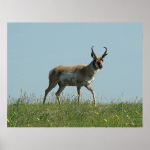 Poster A10 Pronghorn Antelope e flores selvagens