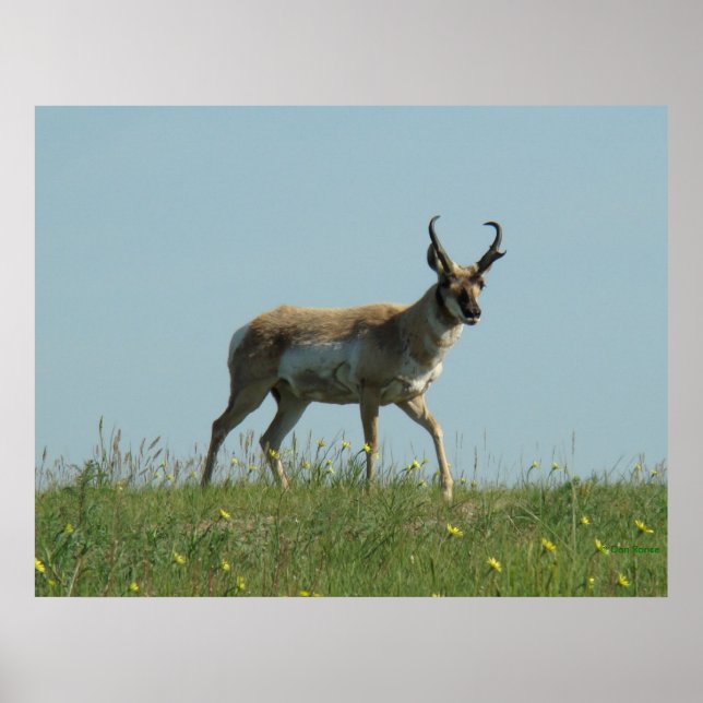 Poster A10 Pronghorn Antelope e flores selvagens (Frente)