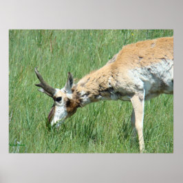 Poster A11 Pronghorn Buck Grazing