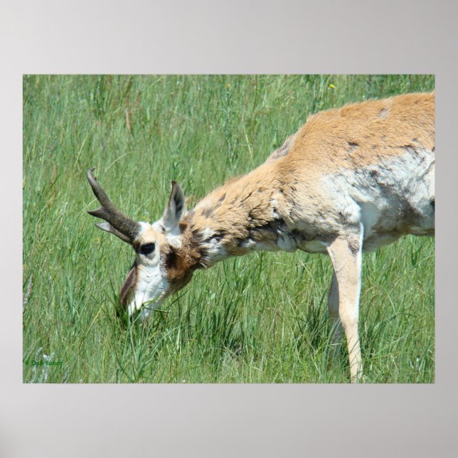 Poster A11 Pronghorn Buck Grazing (Frente)