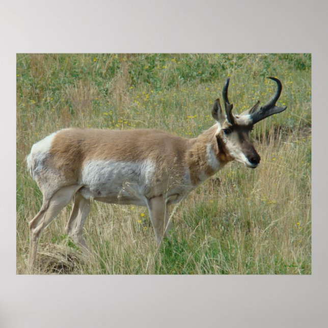 Pôster A12 Pronghorn Antelope Buck (Frente)