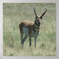 A13 Pronghorn Antelope Buck