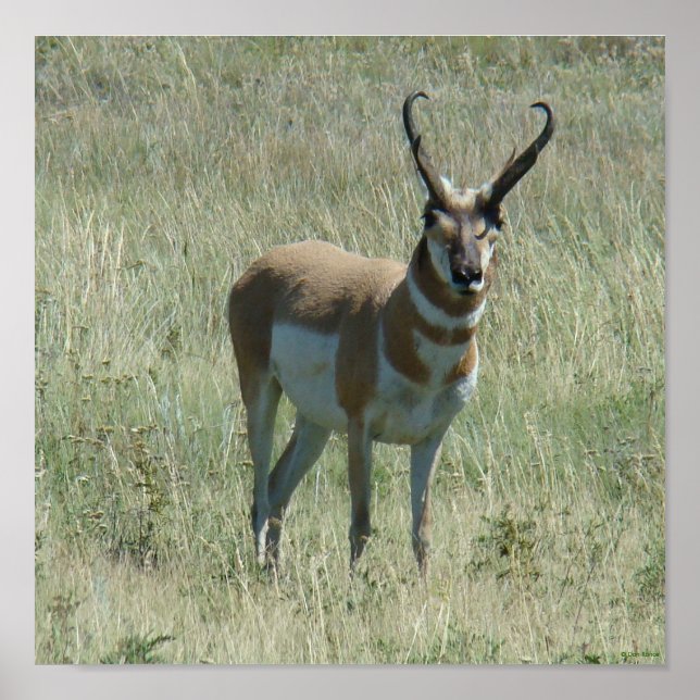 Pôster A13 Pronghorn Antelope Buck (Frente)