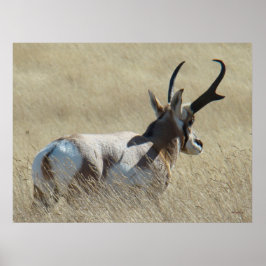 Pôster A14 Antílope Berrendo Sunshine Buck