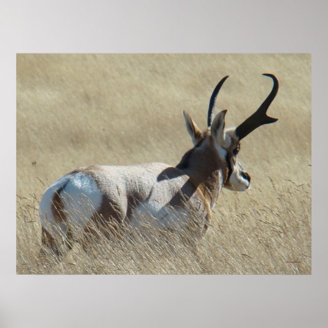 Pôster A14 Pronghorn Antelope Sunshine Buck (Frente)