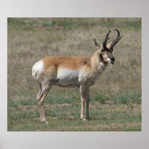 Pôster A15 Antilocapra Rude Buck