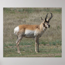 Pôster A15 Pronghorn Antelope Rude Buck