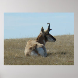 Pôster A16 Pronghorn Antelope Napping