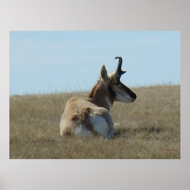 Pôster A16 Pronghorn Antelope Napping (Frente)