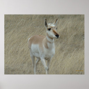 Pôster A17 Jovem Pronghorn Antelope
