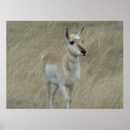 Pôster A17 Young Pronghorn Antelope
