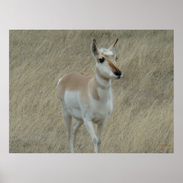Pôster A17 Young Pronghorn Antelope (Frente)