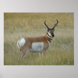 Poster A1 Pronghorn Antelope Big Buck