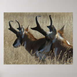 Pôster A23 Pronghorn Antelope Young Bucks Head Shot