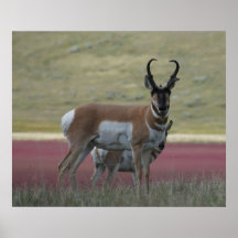 A24 Pronghorn Antelope