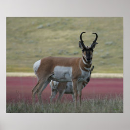 Poster A24 Pronghorn Antelope