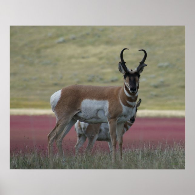 Poster A24 Pronghorn Antelope (Frente)