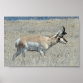 Pôster A25 Pronghorn Antelope Buck
