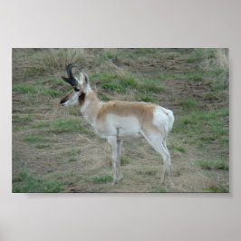 Pôster A26 Pronghorn Antelope Buck