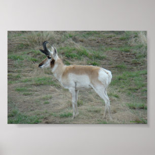 Pôster A26 Pronghorn Antelope Buck