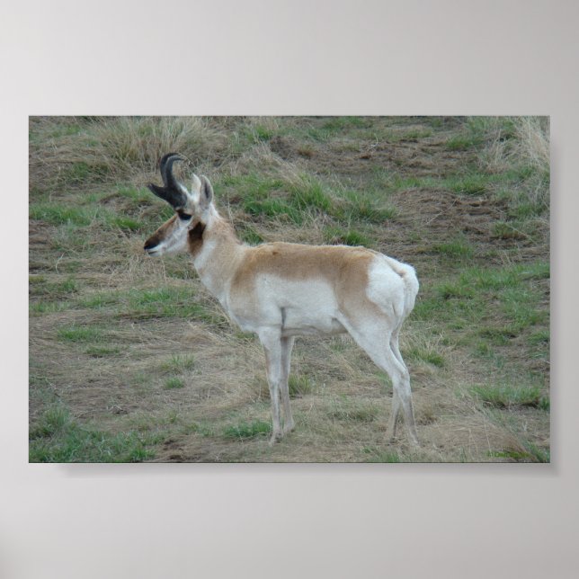 Pôster A26 Pronghorn Antelope Buck (Frente)