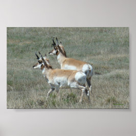 Pôster A27 Pronghorn Antelope Young Bucks