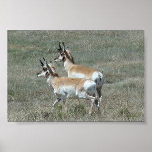 Pôster A27 Pronghorn Antelope Young Bucks