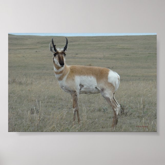 Pôster A28 Pronghorn Antelope Young Buck (Frente)
