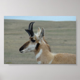 Poster A29 Pronghorn Antelope Young Buck Head Profile