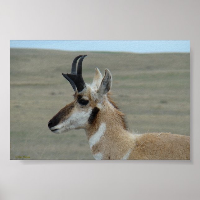 Poster A29 Pronghorn Antelope Young Buck Head Profile (Frente)