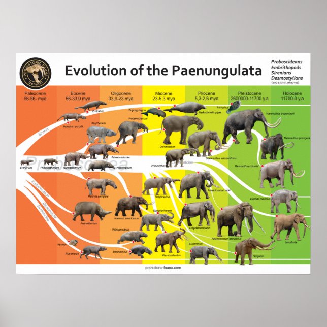 Poster A2 Evolução dos Paenungulados (Frente)