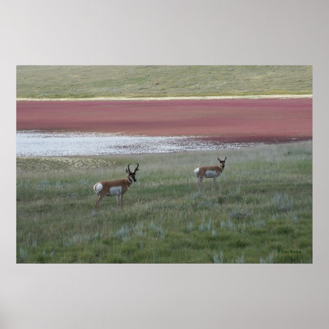 Poster A2 Pronghorn Antelope (Frente)