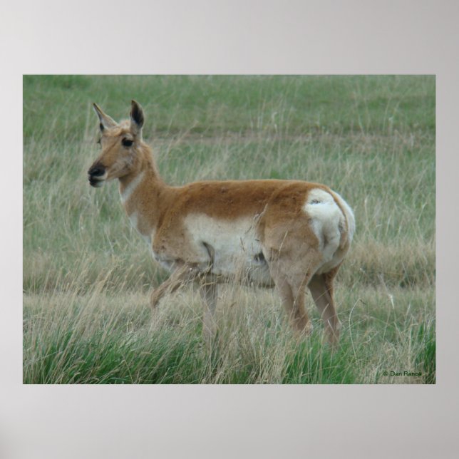 Poster A31 Pronghorn Antelope Doe (Frente)