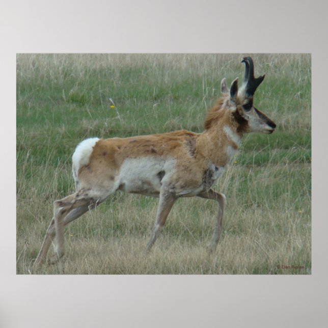 Pôster A32 Pronghorn Antelope Buck (Frente)