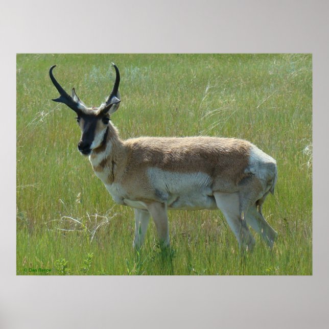 Pôster A36 Pronghorn Antelope Buck (Frente)