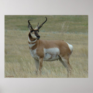 Pôster A37 Antilope Pronghorn Chifres Tortos