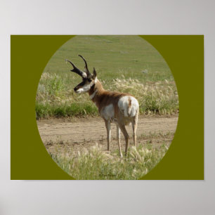 Poster A39 Bicho-Cabeludo Antílope-Macho