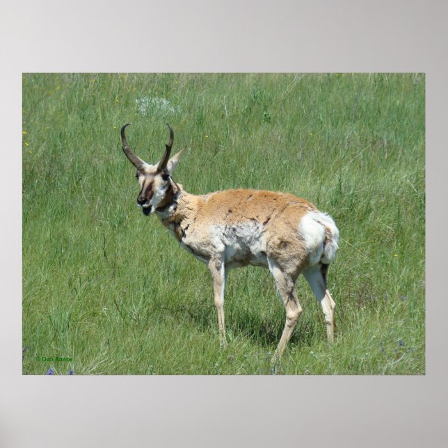 Poster A3 Pronghorn Antelope Chiclete Buck (Frente)