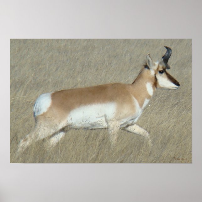 Poster A44 Pronghorn Antelope Buck (Frente)