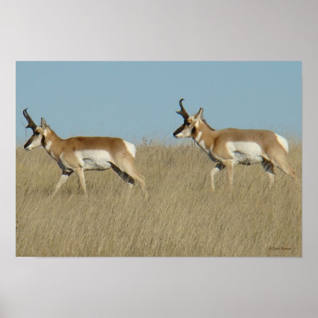 Pôster A45 Pronghorn Antelope Bucks (Frente)